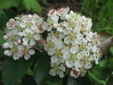 Изображение Рябина черноплодная (арония) Рябина черноплодная (арония)