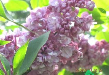 Сирень Память о Вавилове