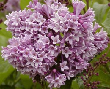 Сирень Престон Роялти