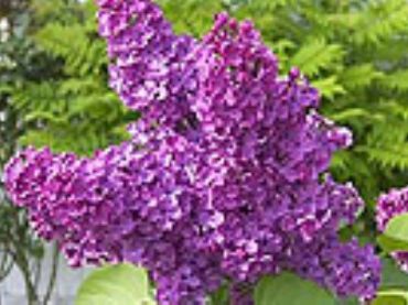 Сирень Шарль Жоли