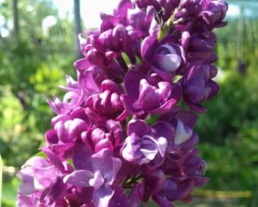 Сирень Шарль Жоли