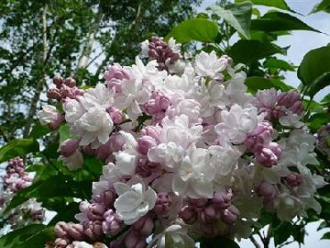 Сирень обыкновенная Красавица Москвы