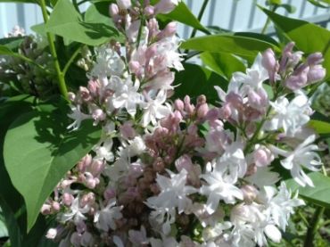 Сирень обыкновенная Красавица Москвы