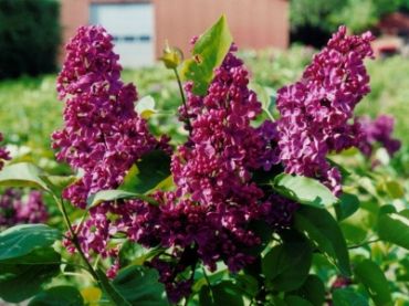 Изображение Сирень обыкновенная Памяти Людвига Шпета Сирень обыкновенная Памяти Людвига Шпета