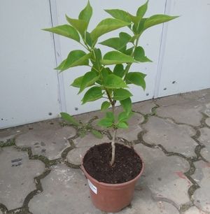 Сирень обыкновенная Сенсация