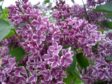 Сирень обыкновенная Сенсация