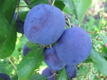 Изображение Слива домашняя Заречная ранняя Слива домашняя Заречная ранняя