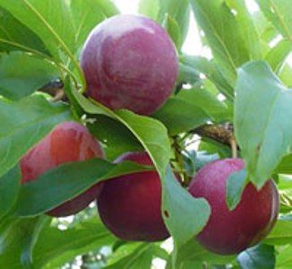 Слива китайская Красный шар