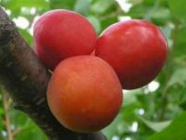 Изображение Слива китайская Скороплодная Слива китайская Скороплодная
