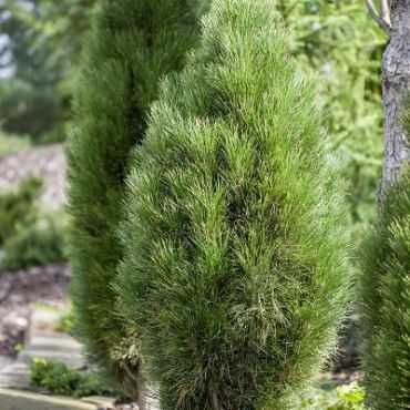 Сосна черная Грин Тауэр