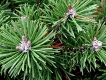Сосна горная Минимопс