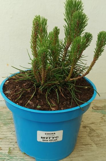 Сосна Горная Мугус