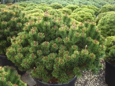 Сосна горная Пумилио