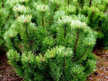 Сосна горная Пумилио