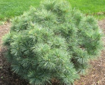 Сосна веймутова Блю Шег