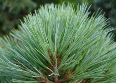 Сосна Веймутова Радиата