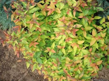 Спирея Бумальда Голд Флейм 