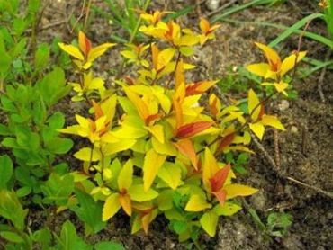 Спирея Бумальда Голд Флейм 