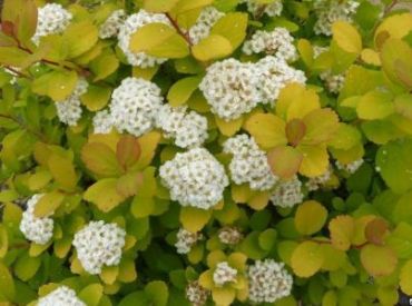 Спирея березолистная Тор Голд