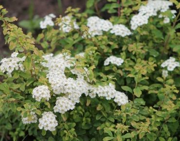 Спирея ниппонская Гелвес Рейнбоу