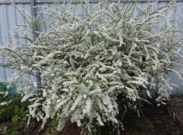 Спирея серая Грефшайм 