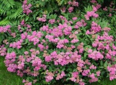 Изображение Спирея японская Антони Ватерер Спирея японская Антони Ватерер