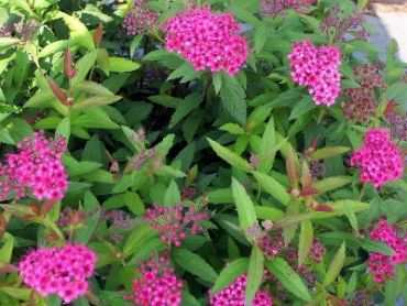 Изображение Спирея японская Антони Ватерер Спирея японская Антони Ватерер