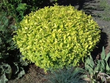 Спирея японская Голден принцесс 