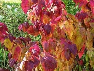 Спирея японская Макрофилла 