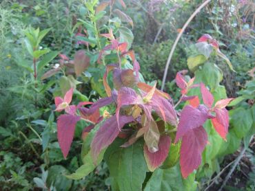 Спирея японская Макрофилла 