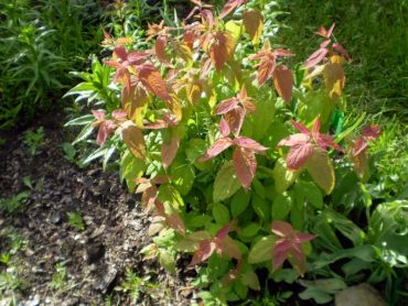 Спирея японская Макрофилла 