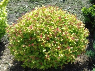 Спирея японская Меджик карпет