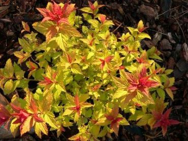 Спирея японская Меджик карпет