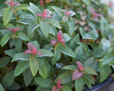 Спирея японская Суперстар