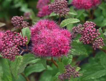 Спирея японская Суперстар