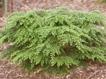 Тсуга канадская нана