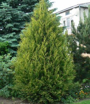 Туя западная (Ауреоспиката) Золотистокончиковая