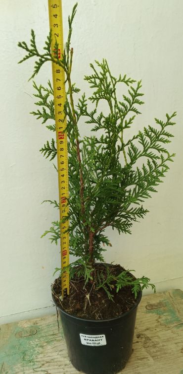 Туя западная Брабант