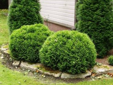 Туя западная Даника