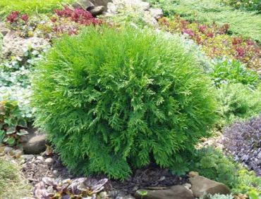 Туя западная Глобоза нана