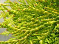 Туя западная Голден Глоб