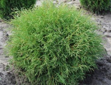 Туя западная Мистер Боулинг Болл