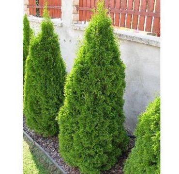 Туя западная Смарагд
