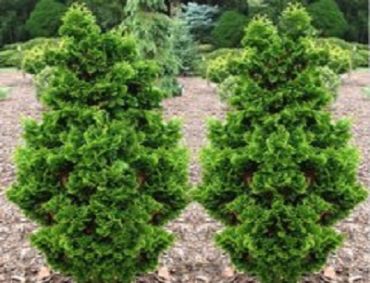Туя западная Зматлик