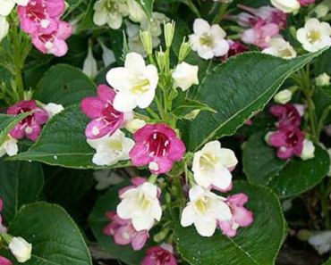 Вейгела Маджори