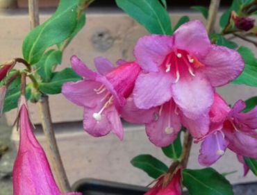 Вейгела Румба