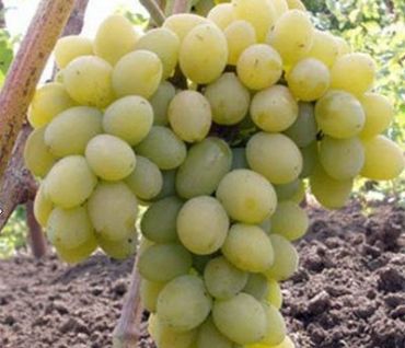 Изображение Виноград Августин Виноград Августин