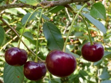 Вишня Десертная Морозовой 2-летка