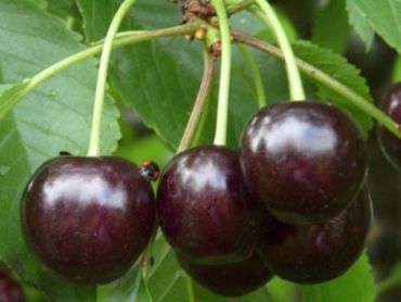 Вишня Шоколадница 2-летка