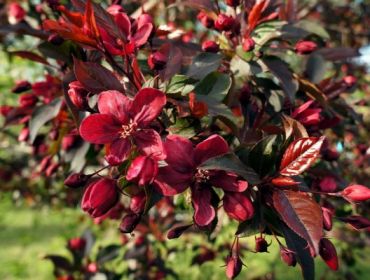 Яблоня декоративная Роялти